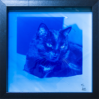 Cyanotypie auf Glas - Katze Molly